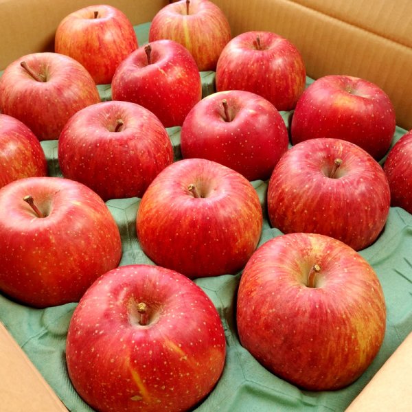 画像1: 【送料無料】サンふじ 約5kg（12〜18玉） (1)