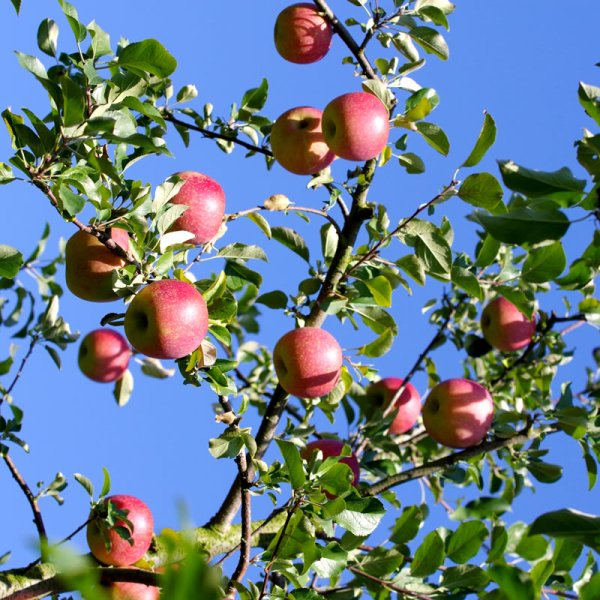 画像2: 【送料無料】サンふじ 約5kg（12〜18玉） (2)